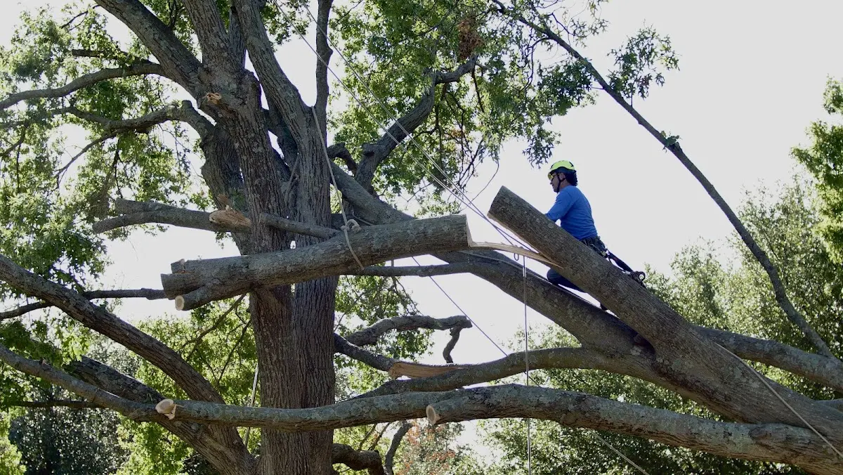 Professional Crown Thinning performed by certified arborists in Elberton